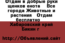 Отдам в добрые руки щенков енота. - Все города Животные и растения » Отдам бесплатно   . Хабаровский край,Бикин г.